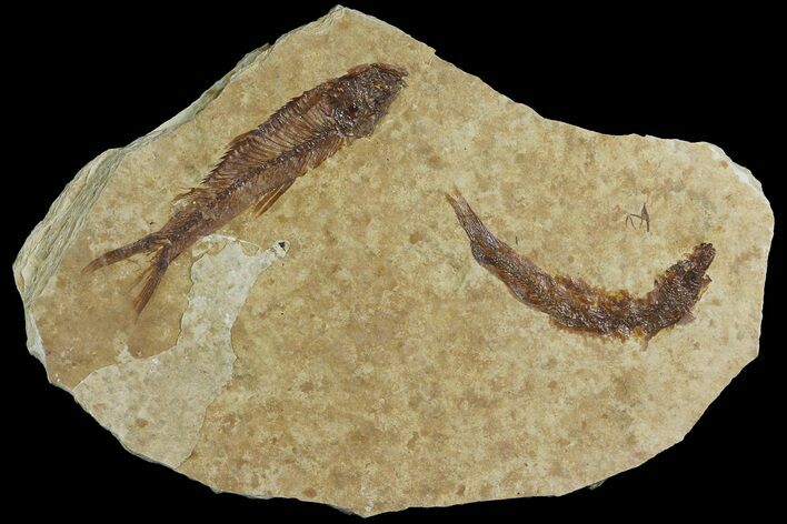 Two Fossil Fish (Knightia) With Floating Frame Case #181704